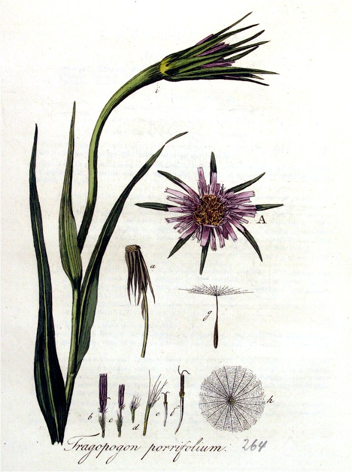 Tragopogon porrifolium — Flora Batava — Volume v4