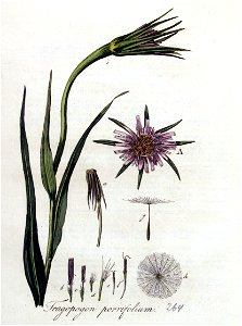 Tragopogon porrifolium — Flora Batava — Volume v4. Free illustration for personal and commercial use.