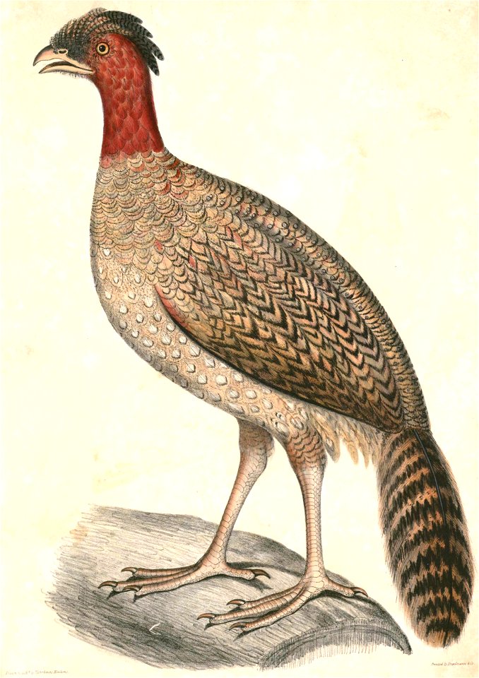 Tragopan melanocephalus female Hardwicke
