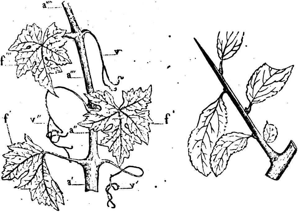 Trattato completo di agricoltura I fig030