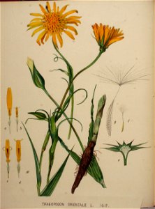 Tragopogon orientale
