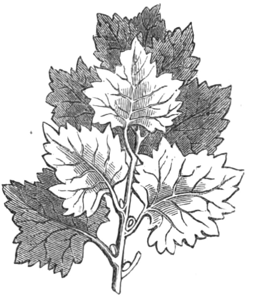 Trattato completo di agricoltura I fig066