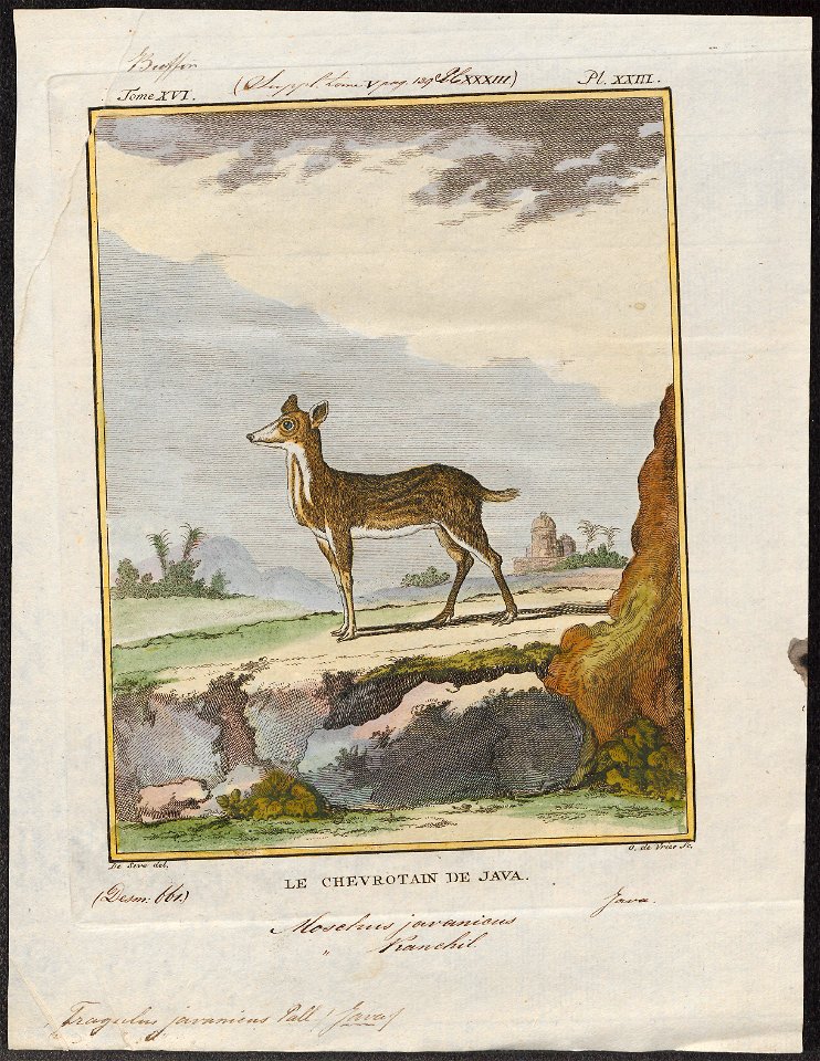 Tragulus javanicus - 1700-1880 - Print - Iconographia Zoologica - Special Collections University of Amsterdam - UBA01 IZ21500200