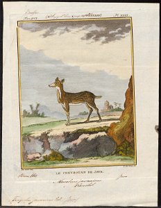 Tragulus javanicus - 1700-1880 - Print - Iconographia Zoologica - Special Collections University of Amsterdam - UBA01 IZ21500200