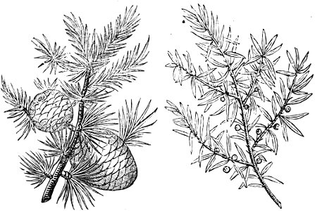 Trattato completo di agricoltura I fig087