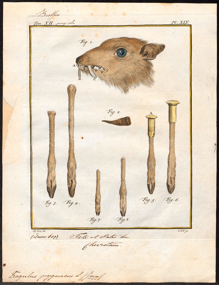 Tragulus pygmaeus - kop en poten - 1700-1880 - Print - Iconographia Zoologica - Special Collections University of Amsterdam - UBA01 IZ21500174