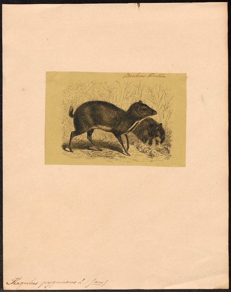 Tragulus pygmaeus - 1700-1880 - Print - Iconographia Zoologica - Special Collections University of Amsterdam - UBA01 IZ21500180