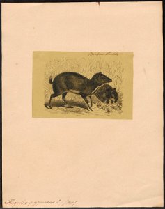 Tragulus pygmaeus - 1700-1880 - Print - Iconographia Zoologica - Special Collections University of Amsterdam - UBA01 IZ21500180