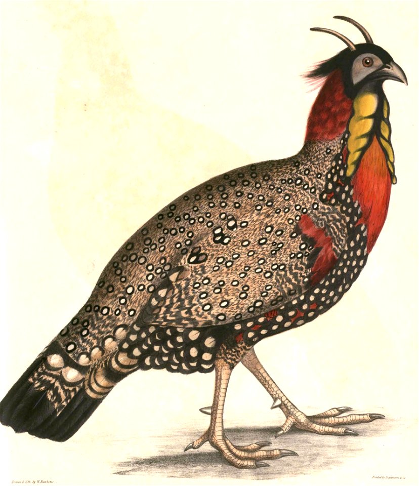 Tragopan melanocephalus adult male Hardwicke