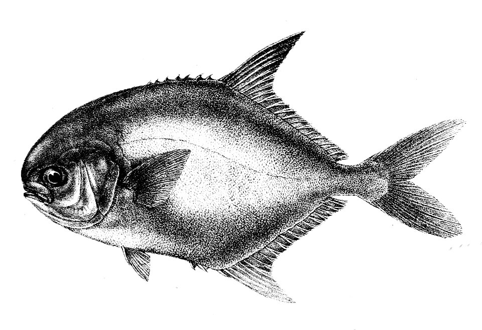 Trachynotus ovatus Ford 51B