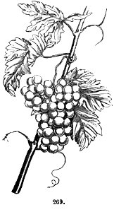 Trattato completo di agricoltura II fig078