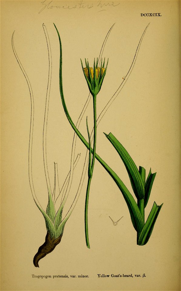 Tragopogon minor