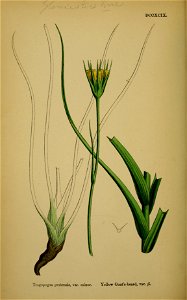 Tragopogon minor
