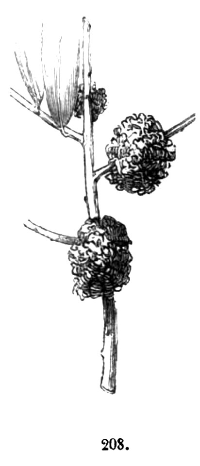 Trattato completo di agricoltura II fig023
