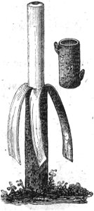 Trattato completo di agricoltura I fig060