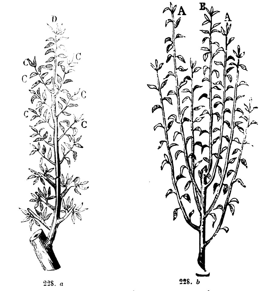 Trattato completo di agricoltura II fig040