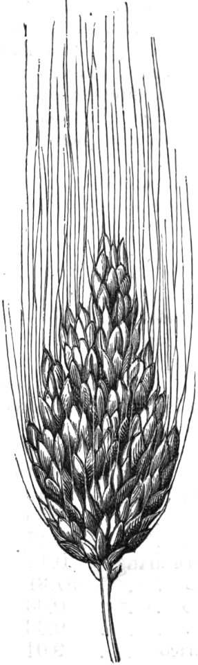 Trattato completo di agricoltura I fig133