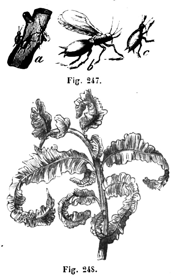 Trattato completo di agricoltura II fig059