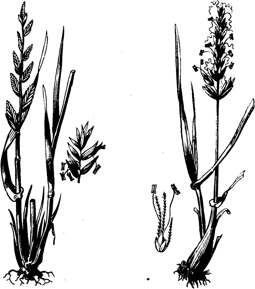 Trattato completo di agricoltura I fig104