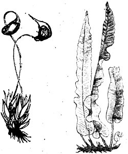 Trattato completo di agricoltura I fig038