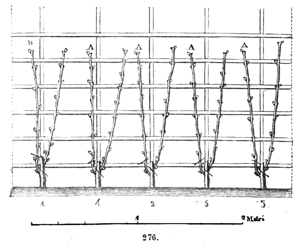 Trattato completo di agricoltura II fig084