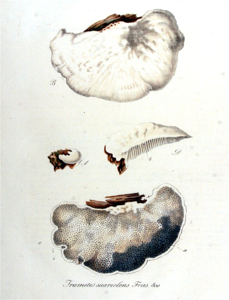 Trametes suaveolens — Flora Batava — Volume v10