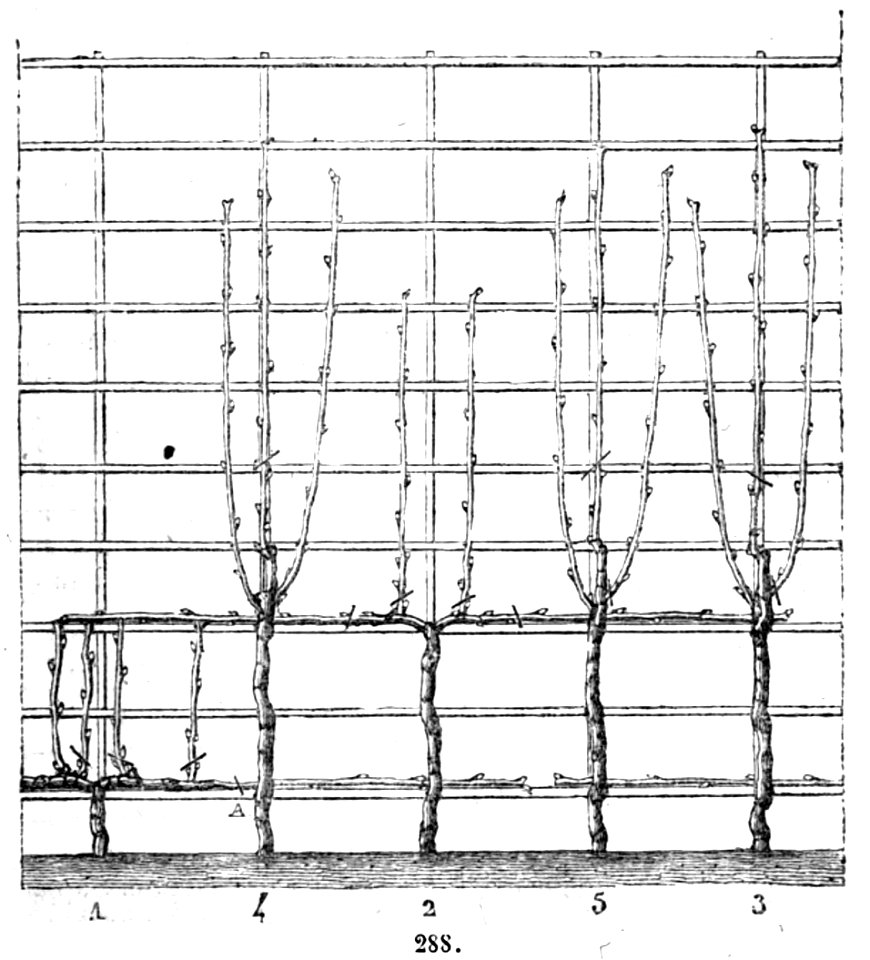 Trattato completo di agricoltura II fig093