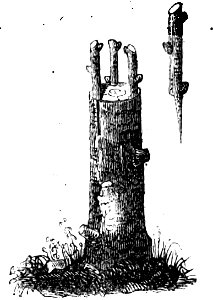 Trattato completo di agricoltura I fig059