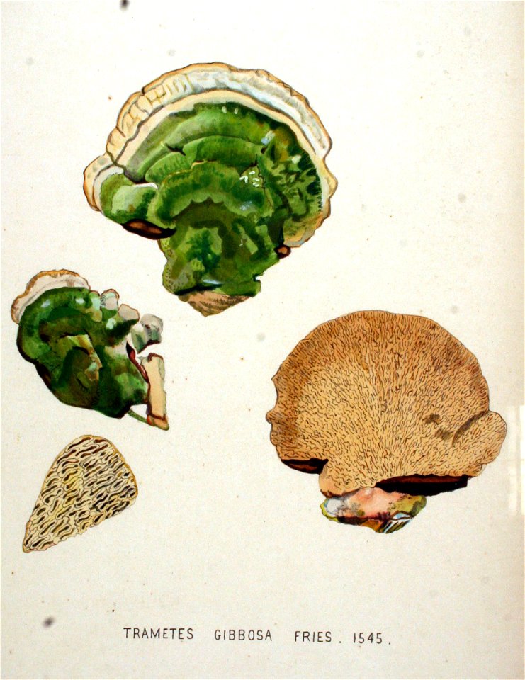 Trametes gibbosa — Flora Batava — Volume v20