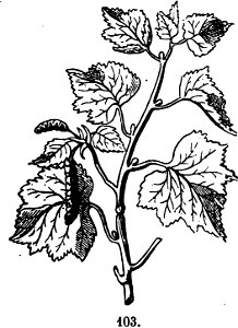 Trattato completo di agricoltura I fig076
