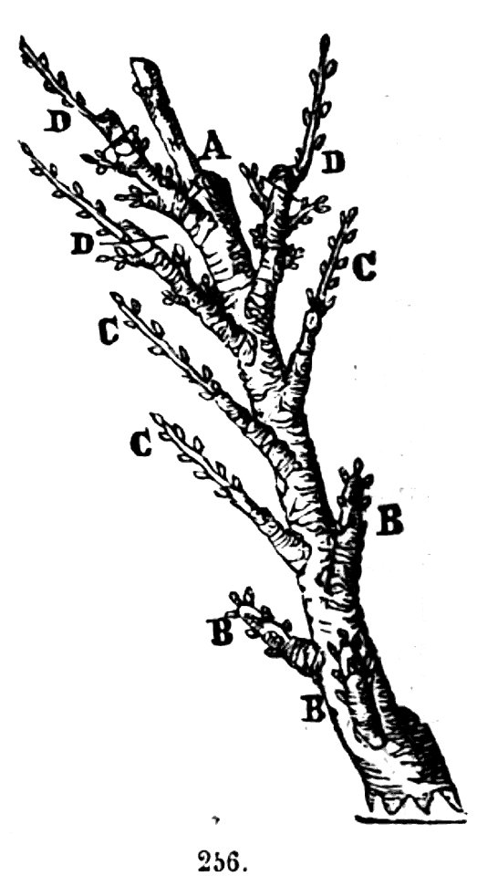 Trattato completo di agricoltura II fig066