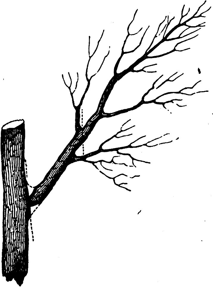 Trattato completo di agricoltura I fig009