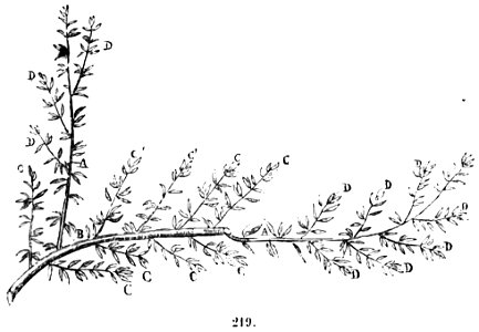 Trattato completo di agricoltura II fig032