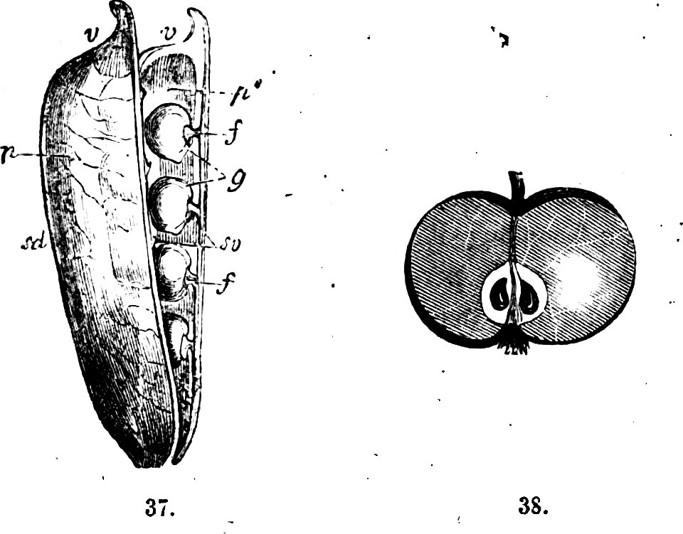 Trattato completo di agricoltura I fig026
