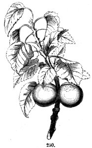 Trattato completo di agricoltura II fig061