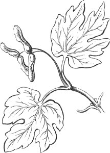 Trattato completo di agricoltura I fig071