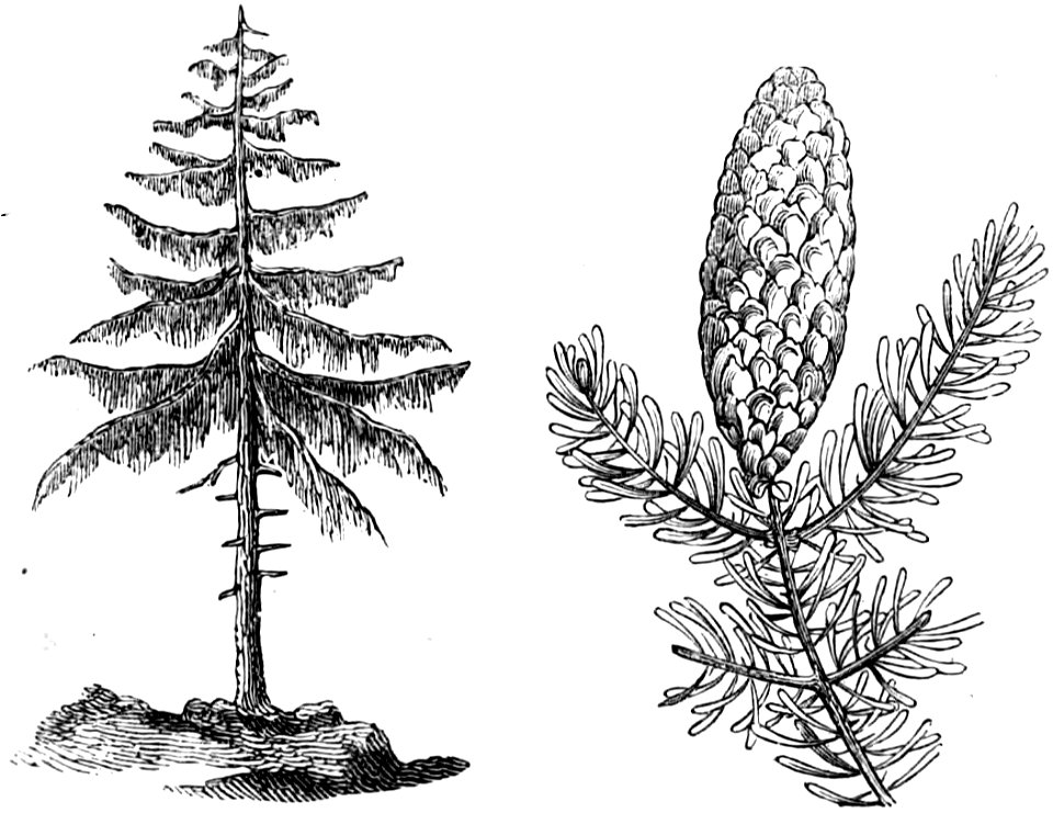 Trattato completo di agricoltura I fig079
