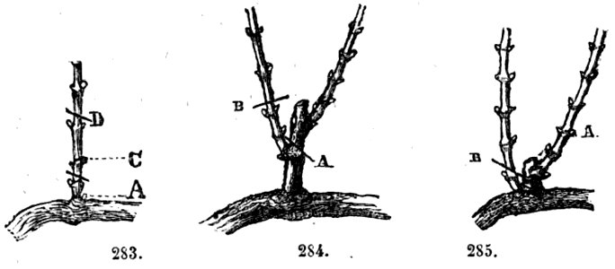 Trattato completo di agricoltura II fig090