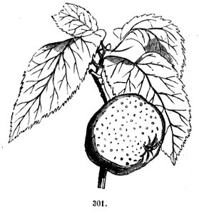 Trattato completo di agricoltura II fig103