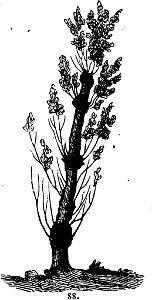 Trattato completo di agricoltura I fig063