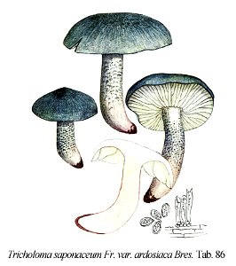 Tr. saponaceum var. ardosiacum -Icon-Mycol.-Tab-86