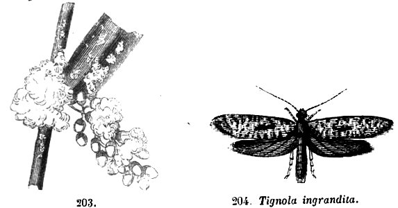 Trattato completo di agricoltura II fig019