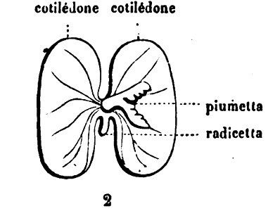 Trattato completo di agricoltura I fig003