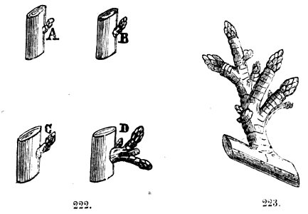 Trattato completo di agricoltura II fig035