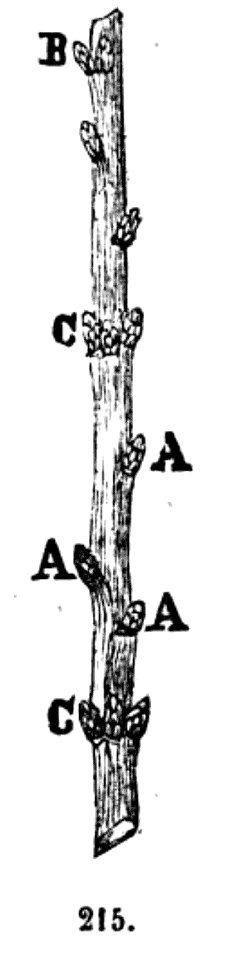 Trattato completo di agricoltura II fig028