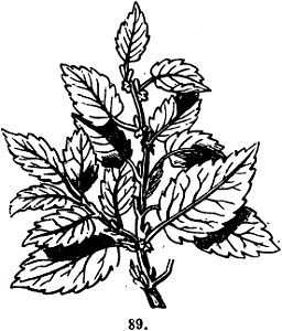 Trattato completo di agricoltura I fig064