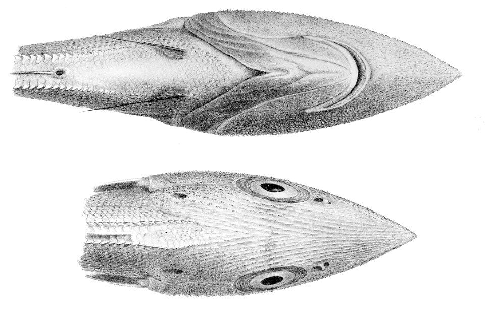 Trachyrincus murrayi1