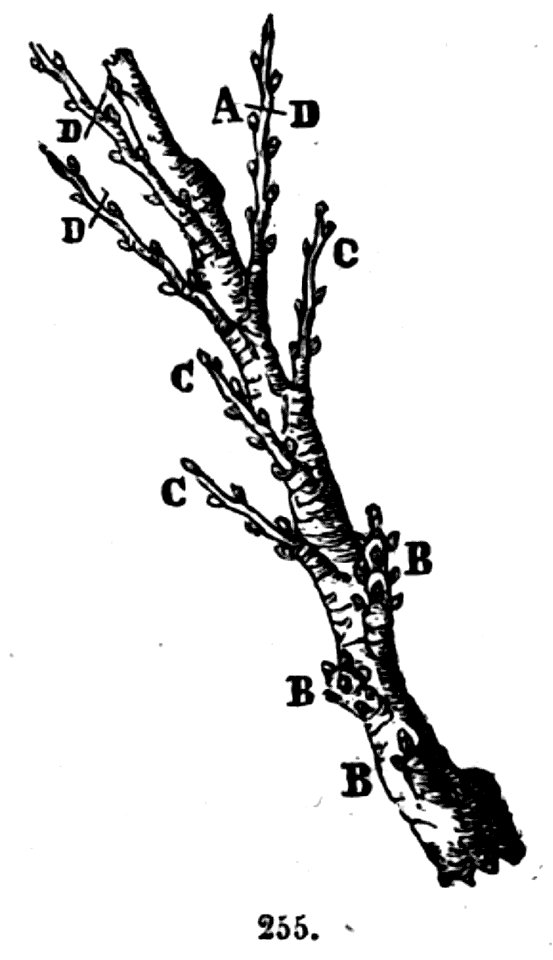 Trattato completo di agricoltura II fig065