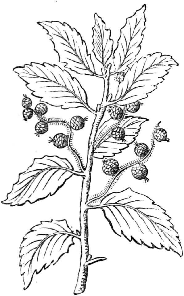 Trattato completo di agricoltura I fig068
