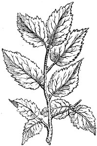 Trattato completo di agricoltura I fig0702